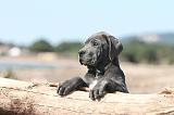CANE CORSO 467